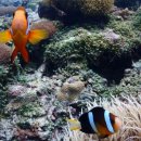 할로나J 이미지