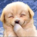 웃는강아지 이미지