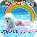 애견동반 멍멍아노올자 | 경남 밀양 애견동반 펜션 멍멍아노올자｜대형 수영장이 있는 애견동반펜션