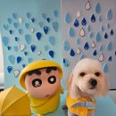 블링블링슈가 이미지