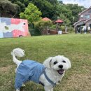 댕이픽업 이미지