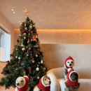 서울애견마트 이미지