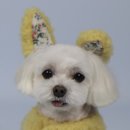 도그런하우스 이미지