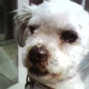 세인트필립동물병원 이미지