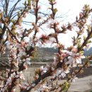 꽃, 이어라 이미지