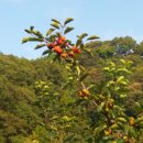 상소동 오토캠핑장 이미지