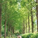 (주)하얀나라 | [경남/추천명소]경남 고성 그레이스정원 수국 여행, 30만 주 수국과 메타세쿼이아길까지 완벽 정리
