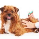 엘케이동물의료센터 이미지