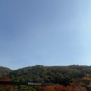 소통하는 나무 | 경기도 광주 곤지암 화담숲 예약 단풍 시기 실시간 모노레일 후기