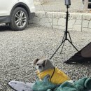 메트로생활용품점 | [내돈내산] 레토 강아지 캠핑 해먹 / 애견 침대 하나로 집에서도, 캠핑장에서도 활용만점 사용후기
