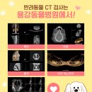 용강동물병원 이미지