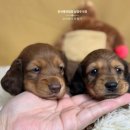 남양주켄넬 이미지