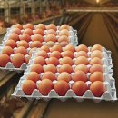 일파만파농장 이미지