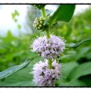 천안경희한의원 이미지