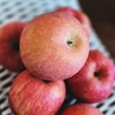 옥이네농장 | 아침사과는 금사과✨ 고당도 미친 옥이네사과로 하루시작!