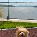 리틀미까사 이미지