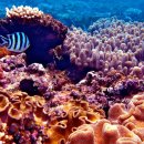 오스트레일리아, Great Barrier Reef (대보초).......풍경이미지 이미지