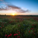 꽃이있는풍경 이미지