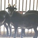 염소마당 이미지