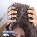 두피랑염색이랑
