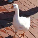 삼척해수욕장 이미지