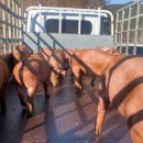 경상남도 축산연구소 이미지