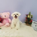 벨라 펫샵 이미지