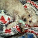 웰튼동물의료센터 이미지