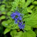 선문염송설화 이미지