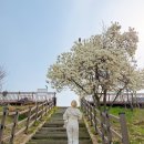 수영교 | 청주 벚꽃 명소 가볼만한곳 무심천 벚꽃 3월 말 후기 주차장