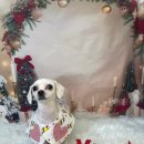 강아지당 이미지