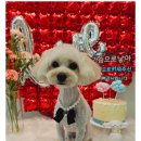 어여쁘개 이미지