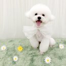 수완노블미 | 광주애견미용맛집 '뽀송펫살롱' '수완지구애견미용샵'