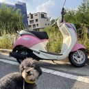 바로펫살롱 이미지