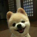 예쁜강아지 네이버블로그