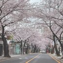 궁평항 입구 공중화장실 | 2026년 진해 군항제 다녀온 후기 EP.2 | 푸드트럭 먹거리 부스 정보 및 놀이기구 화장실 위치