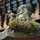 황구지천 이미지