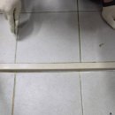 누수오케이수도설비 | 동탄누수 수도설비동양 다녀온 후기 진짜 속 시원했어요!