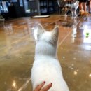 우리집막내 이미지