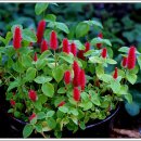 여우꼬리 이미지