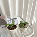 로자리안 이미지