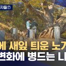 2023.11.18/뉴스데스크/MBC 기후변화로 인한 미국흰불나방 유충 발생 원인 이미지