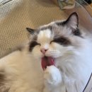 13번째고양이