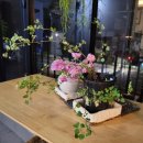 이연숙농장 | [5/22] 심폴 생생 구매 후기 🌱💚💯 (은행잎조팝, 별수국, 리카스테 아로마티카)