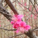 화련
