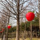 논산목장 | 2026 논산 딸기축제 실제방문후기 : 주차장 꿀팁 : 전국 봄축제