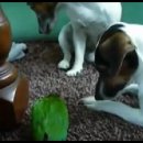 (잭러셀테리어) Jack Russell Terrier Italia presenta Fa'Sol &amp; Smarty are plaing_ 새와 잭러셀테리어 이미지