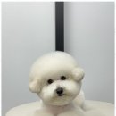오쿠숑 이미지