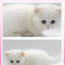 부산고양이분양제나캣 사상점 | 고양이분양제나캣 울산점에서 만난 건강한 아가, 믿을 수 있는 울산 고양이분양 후기