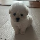 2개월 미니비숑 왕자님 제이를 소개합니다❤️